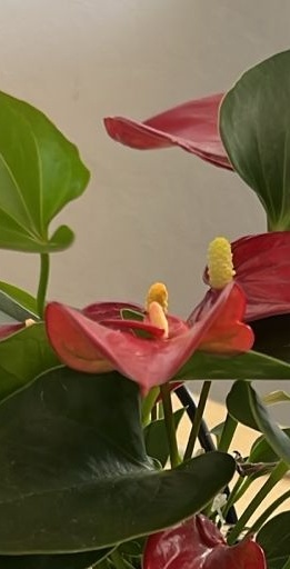 Beautiful red anthurium flower